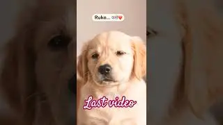 &ldquo;Wait&hellip; WHAT?! 😳🐶&rdquo;#shorts #ytshorts #shock #twist#puppy #viralvideo #funnyshorts #dog