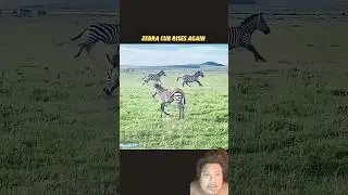Zebra mother saver to baby 😱😱😱 #animals #tiger #attack ￼#viralreels