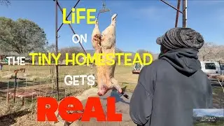 🐄The REALITY of FARM to Table MEAT Processing on The Homestead #offgrid #homestead #tinyhouse #food