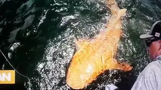 HECKLE SHARK ON THE WTF FILES 2025