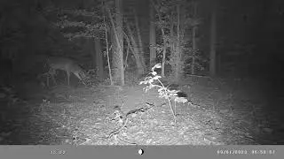 Using Dominant Buck urine in a scrape. Let's see happens