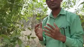 Clove plant || Indigenous medicine || Curcuma Launga
