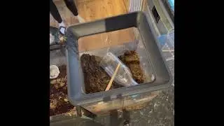 Moving my defensive and flighty Cobalt blue C Lividus tarantula. #cobaltblue #tarantula