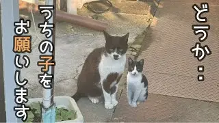 お母ちゃんが必死に守ってきた子を保護する事になりました。