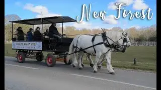 New Forest | Lymington & Beaulieu