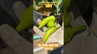 Hungarian Yellow Wax 🌶️ #peppers #chili #gardening #harvest #variety #hungarian #farming #plants