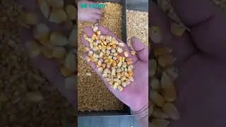 🌽 TAIHO AI-Powered Corn Sorter with Deep Learning Technology! ⚡