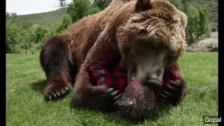 Animals Hugging Humans Compilation 2018 SO CUTE | BBC Documentary Animal Earth