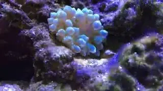Bubble Tip Anemone / Entacmaea sp. / Cribrinopsis crassa &ouml;ffnung im Zeitraffer