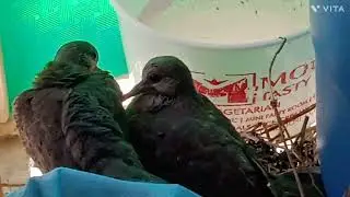 Bird 2 babies 03rd week. part -7, Nose/Wings became stronger/Big