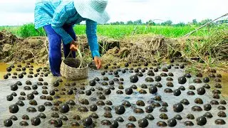 Top fishing lot of snails on road flooded when rainy season come catch snails for food