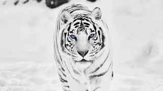 Join our Taoist White Tigress / Dragon Community!