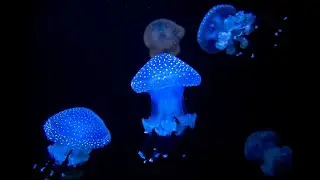 White Spotted Jellyfish @ SEA LIFE Brighton, East Sussex, UK (25 Jan 2025)