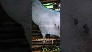 Selling the pig as agreed. The deal is done with satisfaction #babi #short