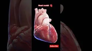 medically accurate 3d heart model 🫀🫀|| class 10 |#science #heart #3d #model #shortvideo #viral #reel