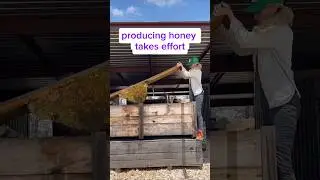 Honey filling machine helps you and fills your bottles autonomusly. #bee #beekeeper