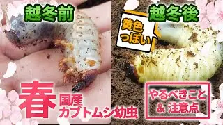 国産カブトムシ幼虫飼育「春」にやるべきこと、注意点とは？春は無事に羽化するための大切な時期