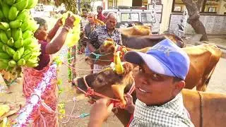 Sri Jain Gowshala  celebrates  Maattu pongal..