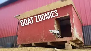 Adorable Baby Goats running and jumping for 6 minutes straight!