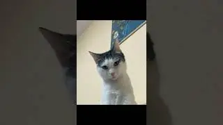 Дядя Вова #cat