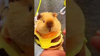 Морская свинка бьет тревогу #животные #смешно #морскаясвинка