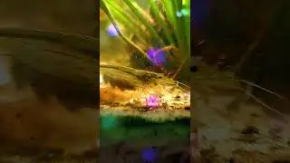 Party Shrimp Goes Off 🪩🦐 | Aquarium Clean-Up Boogie