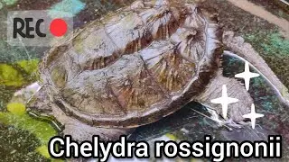 Tortuga lagarto mexicana, Chelydra rossignonii, limpiando su estanque.🐢🙂🌵