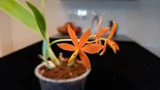 #GVBFOS2020  Orchid Encyclia (Prosthechea) vitellina