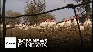 Experts looking for new ways to stop the spread of bird flu