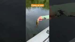 Поплыл #catchandrelease #поймалотпусти #рыбалка #fishing #рыба #fish #окунь #perch #brownperch