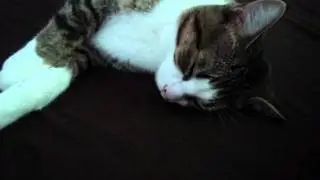 Cat has bad dream