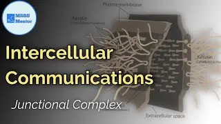 Intercellular Communications : Junctional Complex | Histology | MBBS Mentor