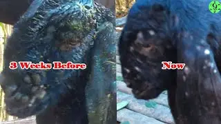 ആടുകളിലെ ഈ അസുഖത്തെ പരിചയപ്പെടാം|Pox disease in Goats|aadu valarthan|Diseases in goats|CJ Farms