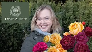 My 2026 David Austin Rose Order: 5 New Selections for the Garden