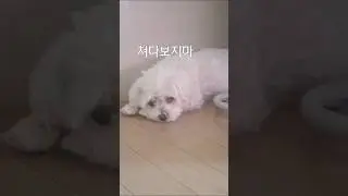 (UseFree) Shorts BGM 산책 (by Jeyem)