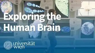 Exploring the Human Brain: Unraveling Mysteries with Brain Organoids