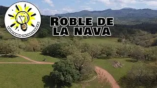 Roble de la nava