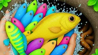 Serok ikan warna-warni dalam kolam,ikan hias aquarium,ikan mas koki,ikan koi,ikan komet,ikan guppy 
