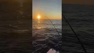 Pesca pezzogne forio d&rsquo;Ischia #forio #adventure #beach #pesca