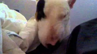 Funny Bullterrier talking and saying 
