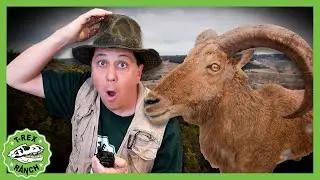 Animal Adventure Park Zoo! | 🦖🦕 T-Rex Ranch Dinosaur Videos