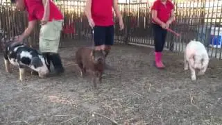 Walking Show Pigs in a Group