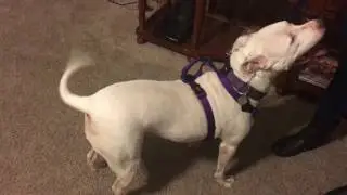 Getting Aspen Ready for a Walk - After