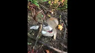 SLAMMER 2019 Blacktail! Washington Public Land Recovery