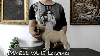 Himmell Vahe Longines