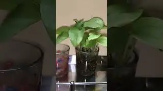 water propagation plants #garden #plants #song #love #shortvideo #viralshort #short