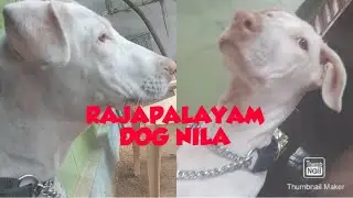 RAJAPALAYAM DOG NILA MEET HERE FRIENDS