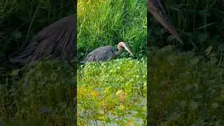 Great Blue Heron