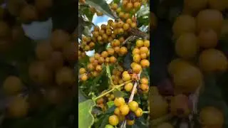 This is what happens when you squeeze a coffee cherry.