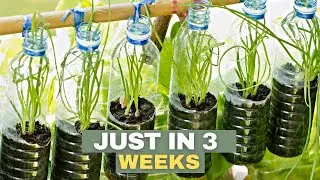 Growing Onions from Recycled Plastic Bottles || Planted in Sand, Leaves Grow Too Fast